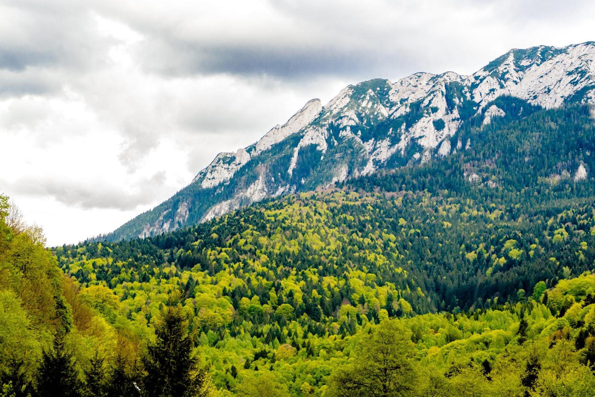 Cabana Zip Zărneşti Exteriér fotografie