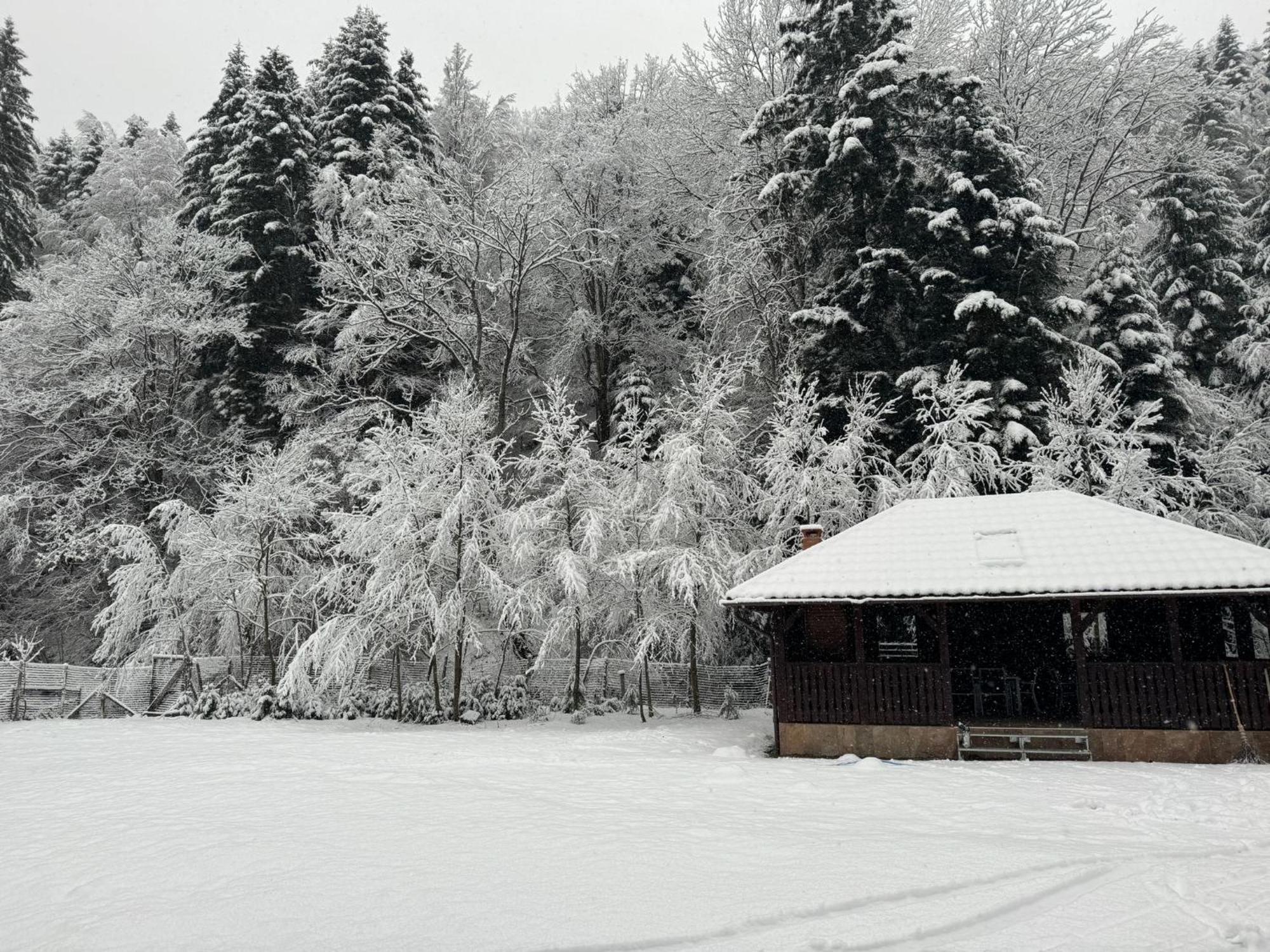 Cabana Zip Zărneşti Exteriér fotografie